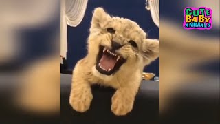 Funny Lion Cubs Roar and This Lion Cubs is Very Cute