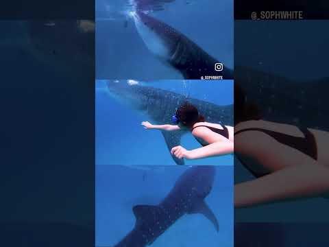 Swimming with the whale sharks 🦈