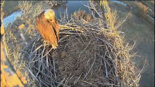 Xcel Energy FSV Eagles 1-15-25 Young adult visitor on the nest