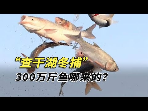 查干湖的魚是“洗澡魚”？每年冬捕300萬斤，查干湖魚為啥捕不完