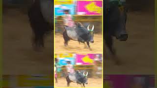 Palamedu Jallikattu 2025 | சரியான அடி 💥💥 | Suryan FM