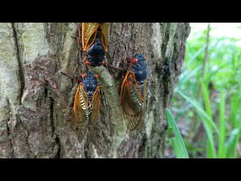 Up close with brood X cicadas