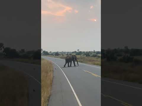 Giant African Elephants. #WildlifeWonderland #UgandaAdventures #AfricanElephants #UgandaWildlife