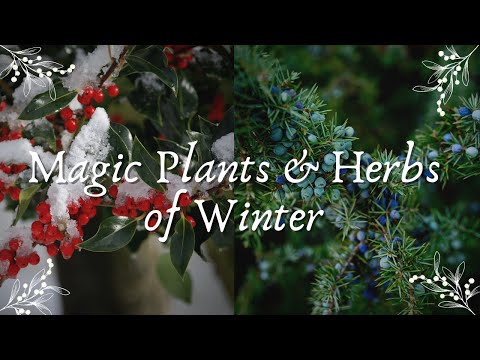 The Magic Herbs & Plants of Winter