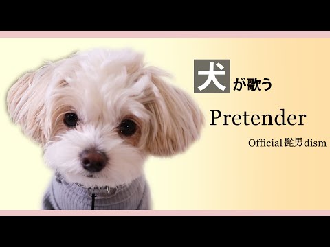 【犬が歌ってみた】Pretender/Official髭男dism（covered by チワプーのてぃむ）【＃057】The dog sings a love song