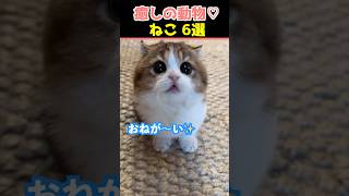 【癒しの猫】SNSでバズった動物かわいいネコ動画６選！【Healing Cats】６ Adorable Cat Videos That Went Viral on Social Media!