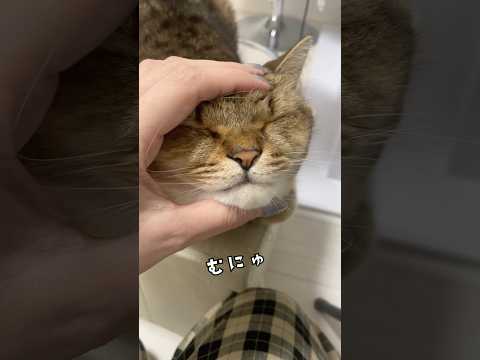 猫の飼い主が密かにやっている事の第6位がこちらです　#shorts