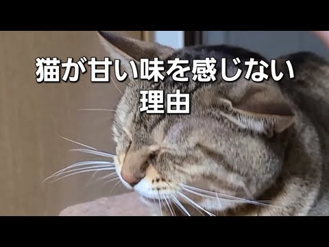 知られざる猫の習性: 甘い味を感じない理由【猫の豆知識】