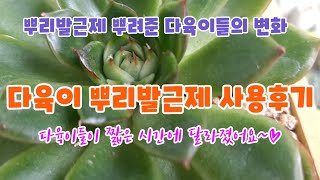 다육이 뿌리발근제 사용 후기/ 다육이들이 단기간에 달라졌어요~