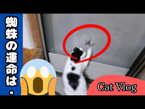 [Compilation] The relaxed daily life of a rescued cat family and their timid owner #Cute #Cat #Vlog