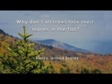 Why don't all trees lose their leaves in the fall?