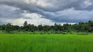 monsoon season 💧💚 #ricefield #monsoon #nature #videography #photography #rainseason #monsoonnews