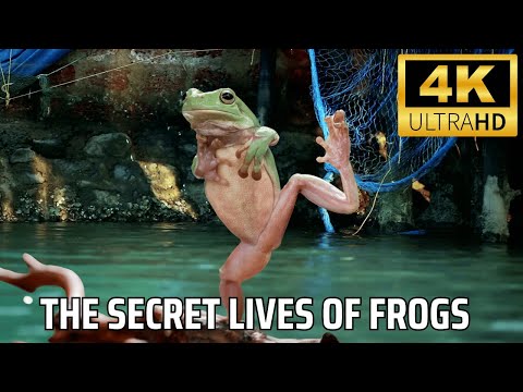 The Secret Lives of Frogs: Mysterious Habits and Surprising Survival Tactics