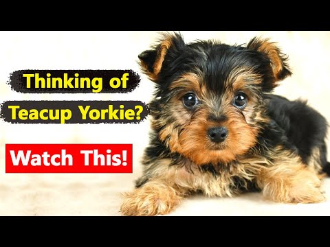 Teacup Yorkie: The Pros & Cons of Owning One