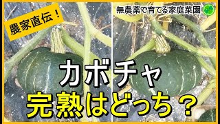 【カボチャ栽培】もう悩まない！収穫時期の見極め方【有機農家直伝！無農薬で育てる家庭菜園】　23/7/4