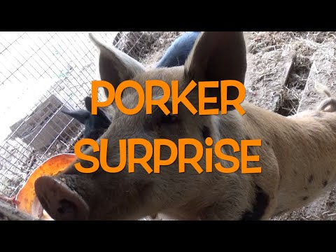 Calhoone County: Porker Surprise