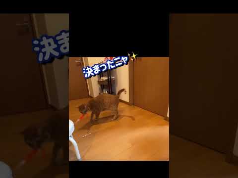 【取って来い出来る猫】何度でも取ってくる猫がこちら。