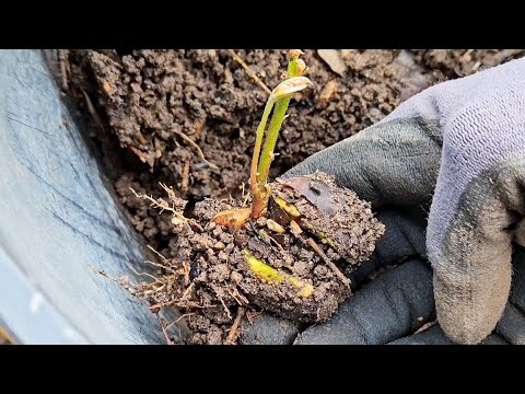 Tips for growing avocado seeds in soil