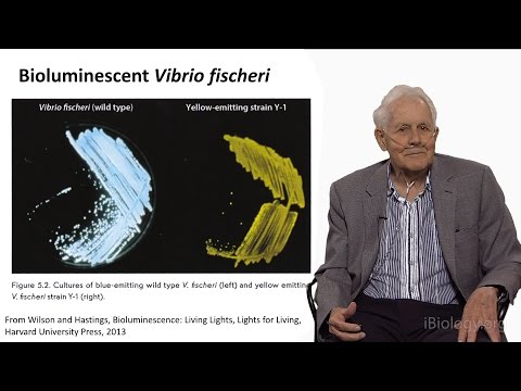 J. Woodland Hastings (Harvard U): Autoinduction: The Discovery of Quorum Sensing in Bacteria