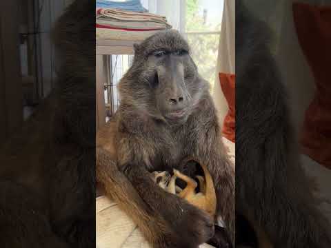 a BABOON hugging a MEERKAT!!