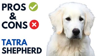 Tatra Shepherd Dog Pros and Cons | Polski Owczarek Podhalański Advantages and Disadvantages