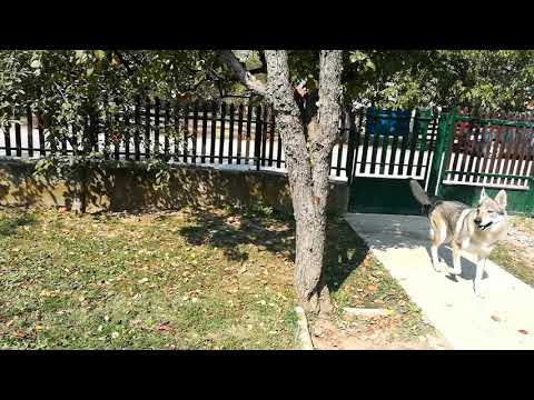 Czechoslovakian Wolfdogs Guarding the Yard