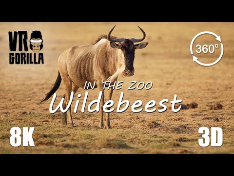 VR in the Zoo: White-Bearded Wildebeest (short)- 8K 360 3D