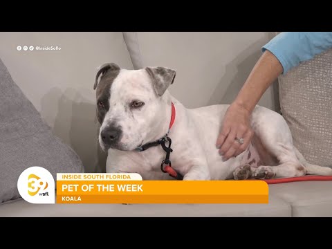 Koala the Dog Seeks Her Forever Home with the Humane Society of Broward County