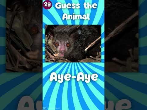 Guess 50 Animals in Just 3 Seconds – Can You Do It?|The Quiz Show