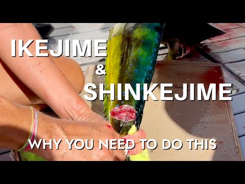 THIS WILL CHANGE YOUR LIFE: Ikejime & Shinkejime Like A Pro