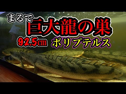 巨大92.5㎝　ギセラビチャー　キランドの魅力に迫る『わいるどもん店内撮影』 タンガニーカ湖コンギクス　Tanganyika congicus　アクアショップ