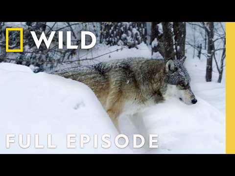 Wild Winter: Feast or Famine (Full Episode) | America the Beautiful | Nat Geo Animals