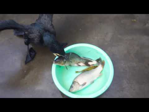 Can a cormorant eat all the fish at once?