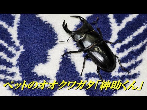 ペットのオオクワガタ「紳助くん」