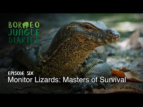 Borneo Jungle Diaries: Episode Six - Monitor Lizards: Masters of Survival [UHD/4K] SZtv