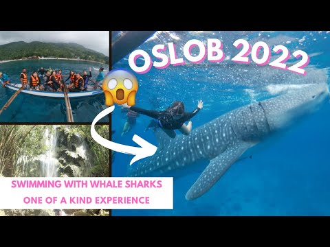 Oslob Day 2: Whale Watching, Butanding, Tumalog Falls | kriserika