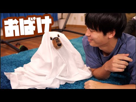 ハロウィンで犬を仮装させたら可愛すぎたwww