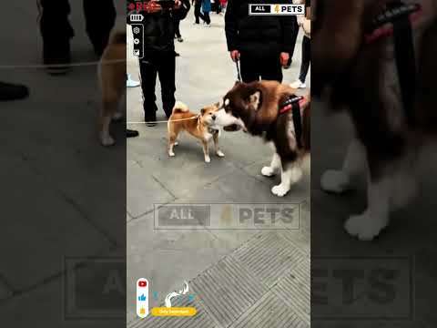 Monster Husky dog playing with shiba inu dog #youtubeshorts #dog #husky #shorts