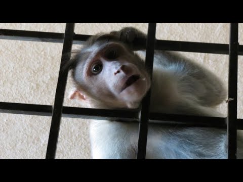 Macaque Monkey Eating Papaya #monkey#macaquemonkey #macaque #shorts #shortsfeed #funny#short #cute