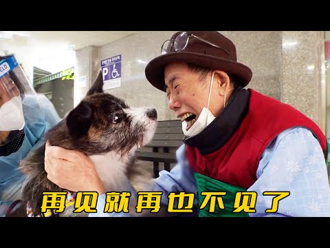 狗狗獨守空房一年半，等待86歲主人出院回家，沒想再見卻是最後一面