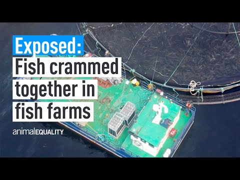 The Hidden Truths About Fish Farming. #2: Crowded pens