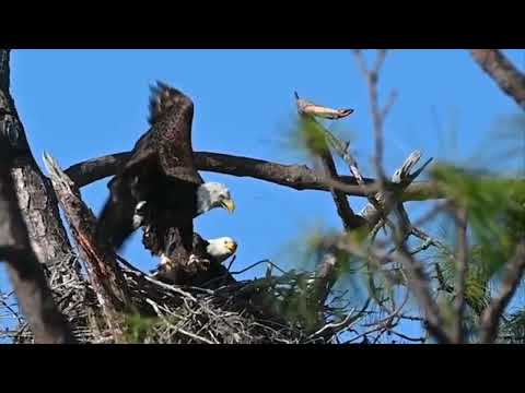 M15 Protects the Nest from an Intruder (No Sound)