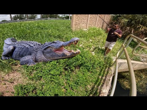 Close encounter! while large mouth bass fishing! 💥beware💥