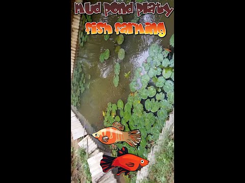 in mud pond platy fish farming 🐙🪸 🐡 🐠 🐟