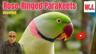 Rose Ringed Parakeets: Fascinating Facts You Need To Know