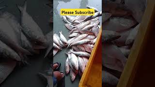 Ilish mach diamond harbour #ilish #hilsa #ilishmach #fishcutting #fishing #fishmarket #fish