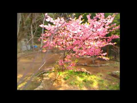 雨の前に大島桜を～～