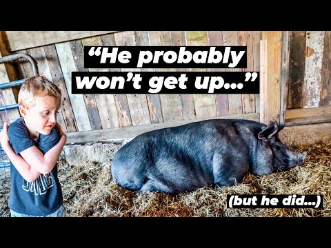 GIANT PIG Chases Kids | So funny!! #shorts