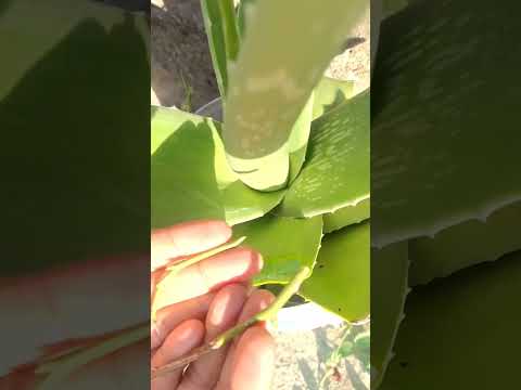 propagation of rose cutting in aloevera plant!