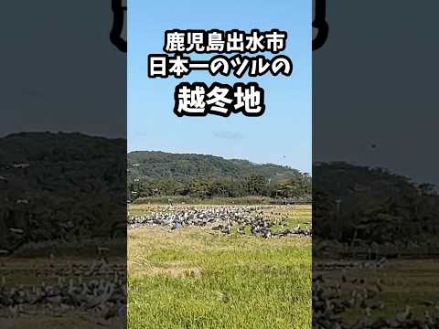 鹿児島県出水市　日本一のツルの越冬地　＃出水市#ツル＃ツル観察センター